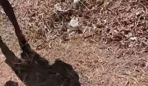 Hairy Bear Takes Virgin Twink in Passionate Anal Encounter