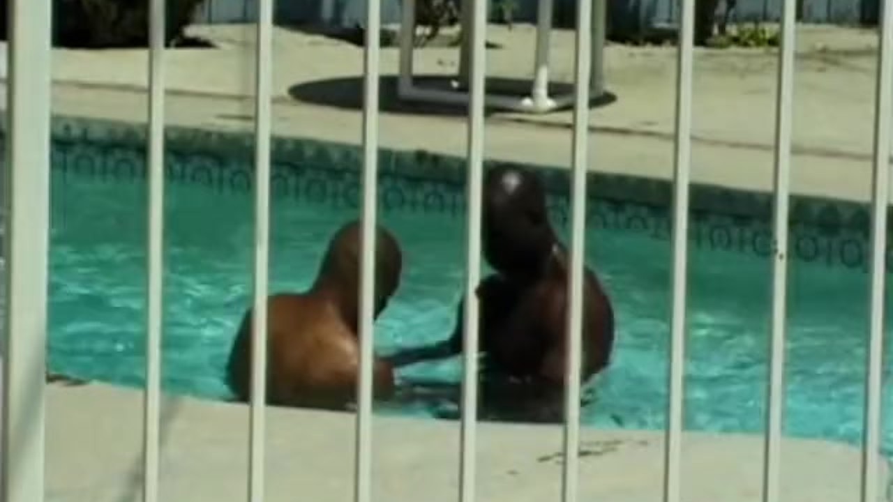 Black Muscle Hunks Engage in Intense Interracial Sex