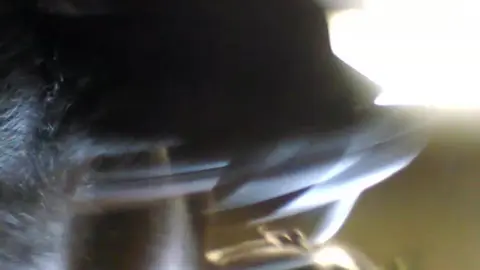 Black Guy Jerks Off for Camera