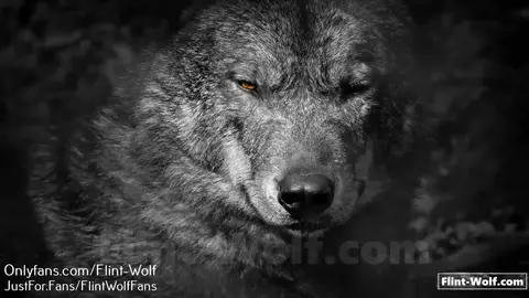 Hunky Stud Flint Wolf in Solo Action