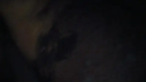 Pup Zeus Jerks Off to Orgasm