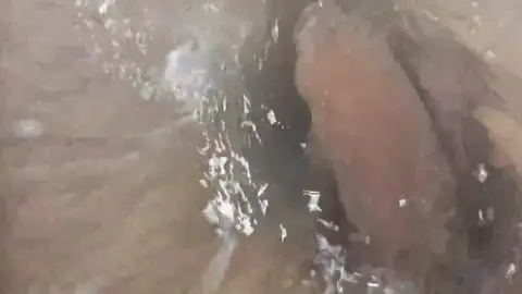 Big Dick Guy Masturbates in Shower