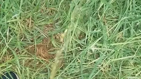 Guy Urinates Outdoors in Public
