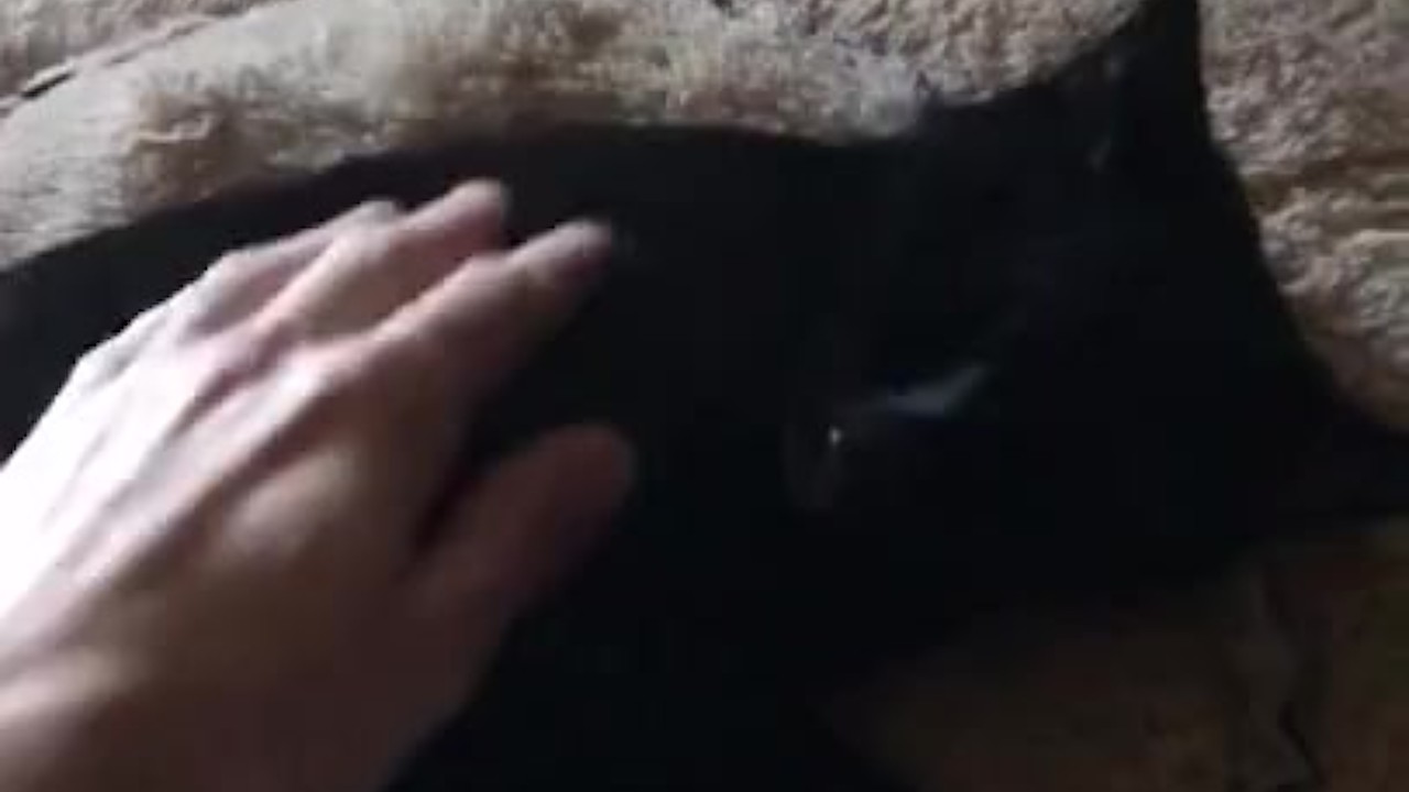 Black Dick Sucked by White Guy