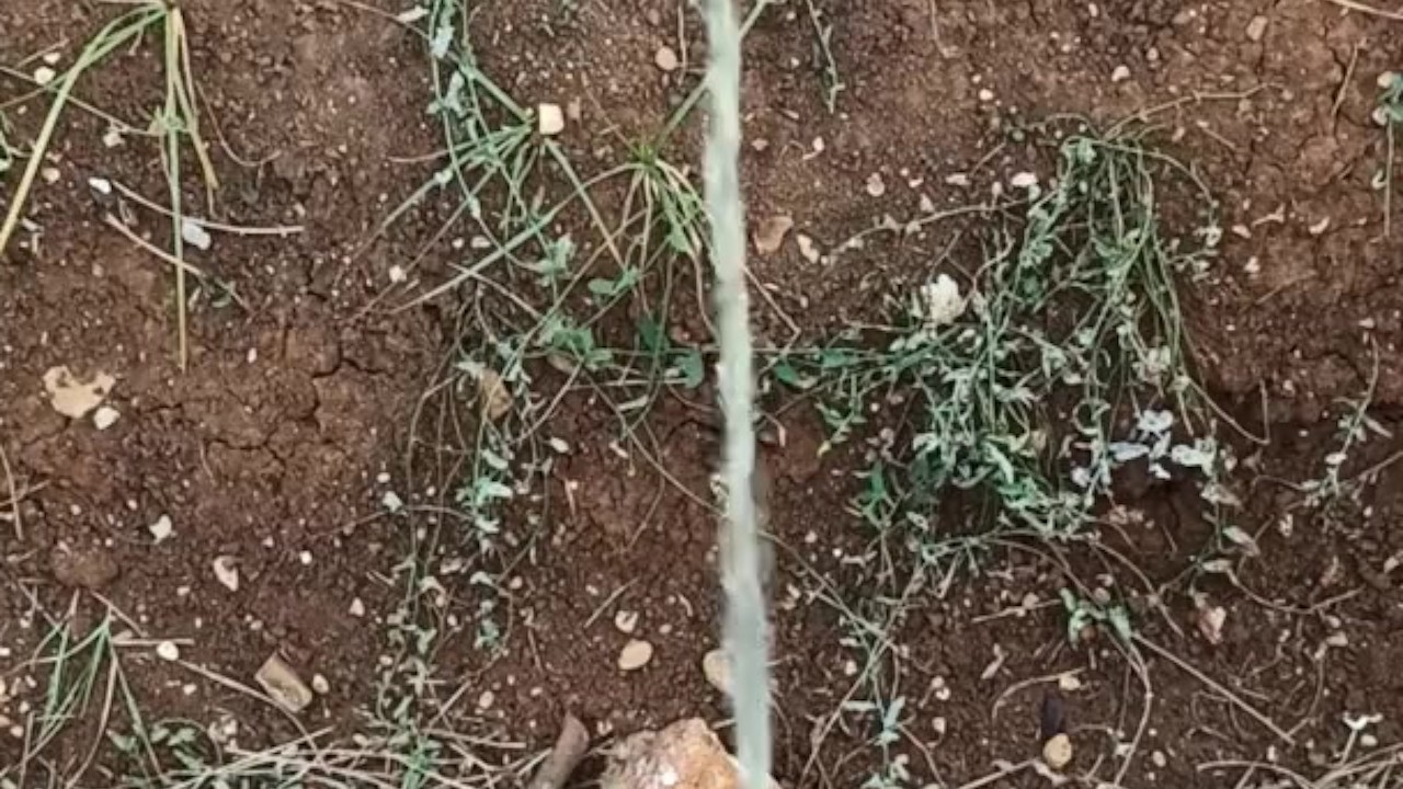 Dominant Alpha Male Urinates