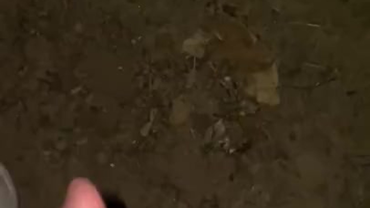 Solo Guy Jerks Off in Forest with Big Cumshot