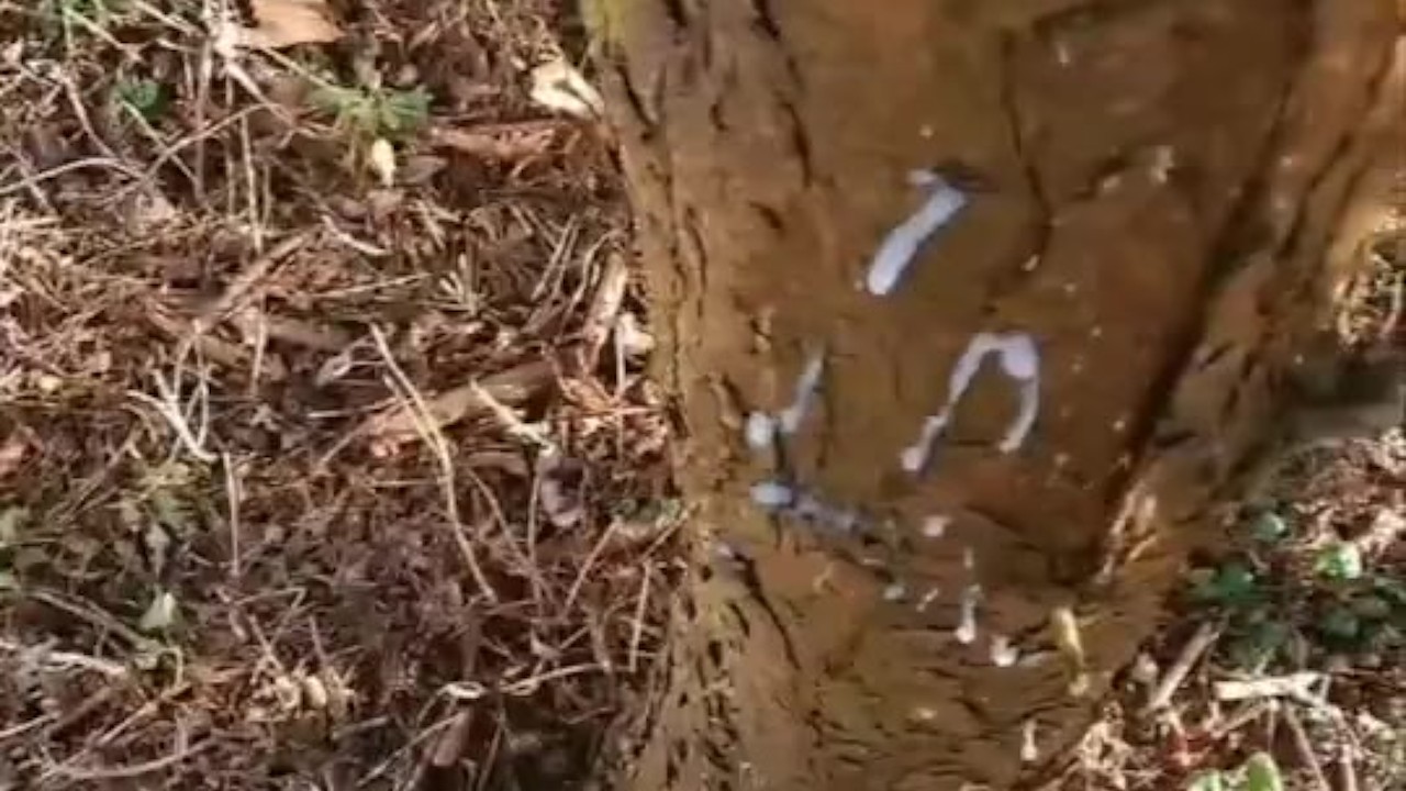 Guy Masturbates in Woods with Loud Moans
