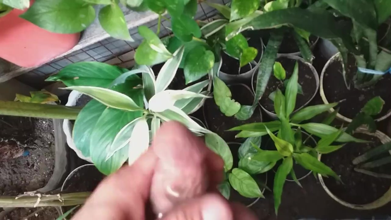 Twink Plays with Pierce in Garden