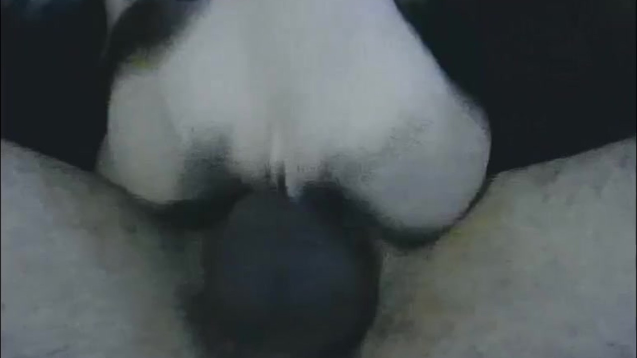 Big Cumshot Finish with New Toy