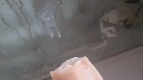 Horny Daddy Uses Butt Plug with Pocket Pussy