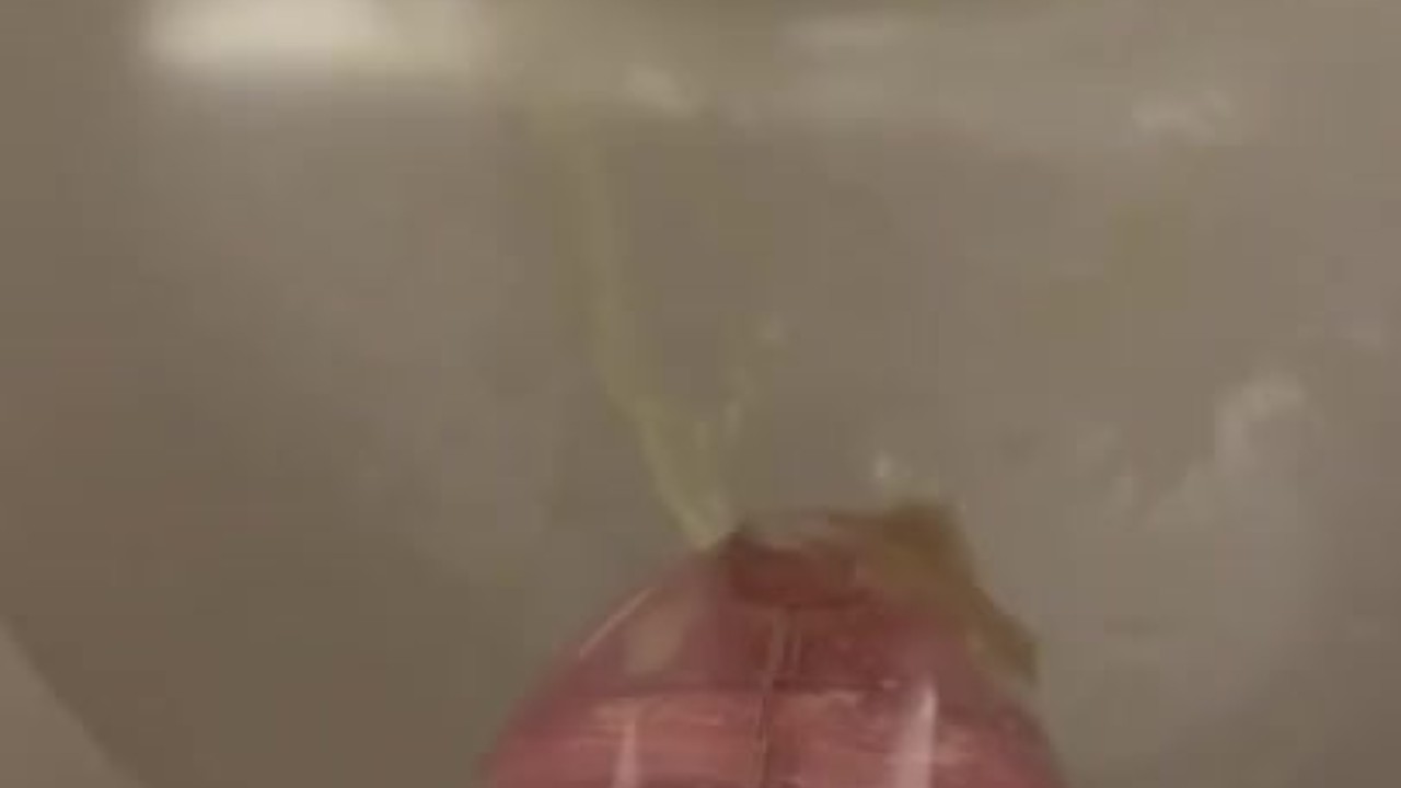 Gay Man Urinates While Locked in Chastity Cage