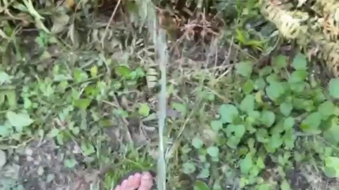 Gay Men Piss and Fuck Outdoors in Nature
