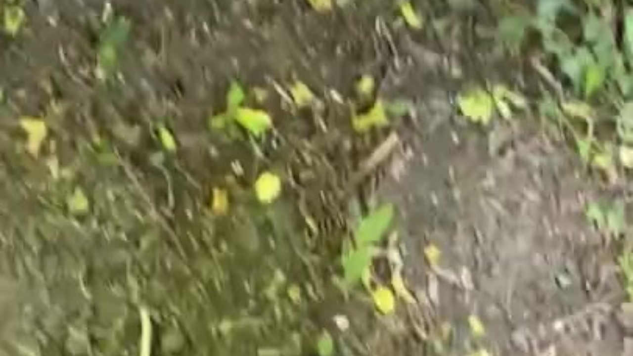 Gay Man Wanks and Pisses in Outdoor Field