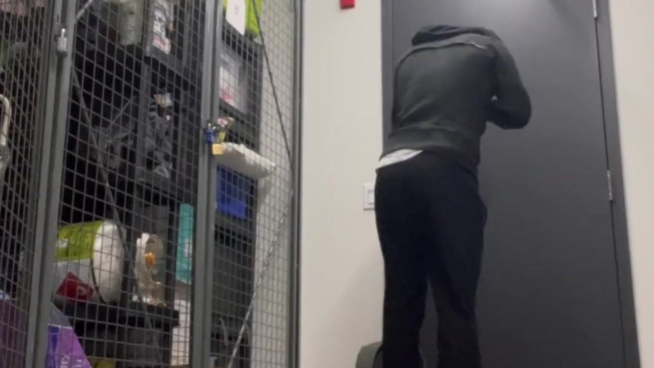 Guy Wears Buttplug, Pisses in Public