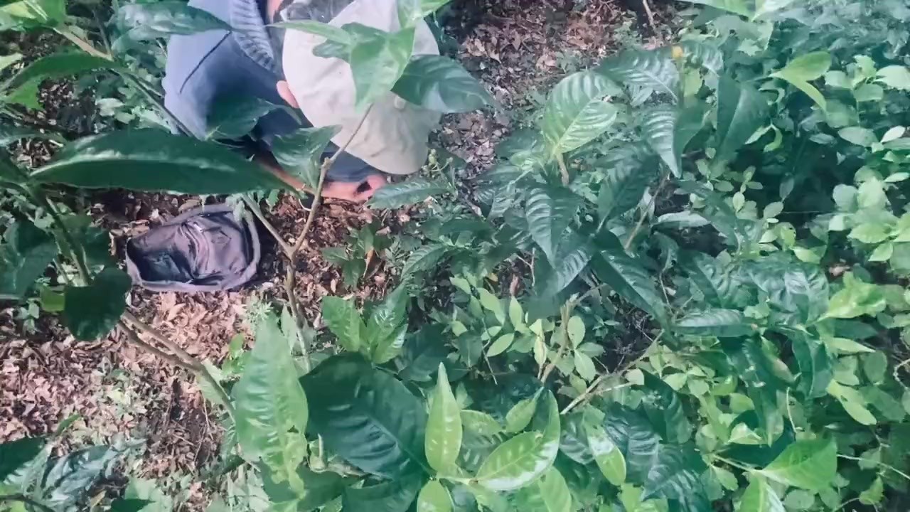 A View From Above - Forest Masturbation